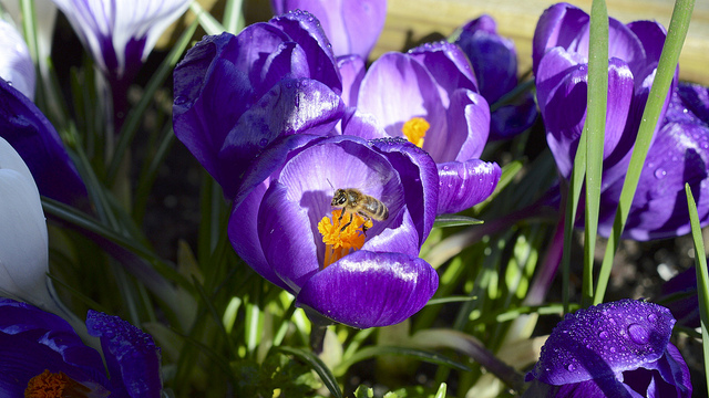 Crocus Photo by Ian A Kirk. via Creative Commons License