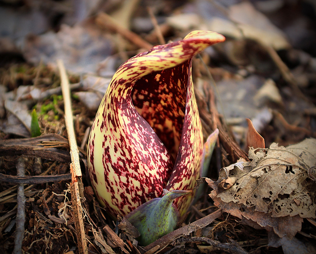 Skunk Cabbage (3) by Nicholas A. Tonelli