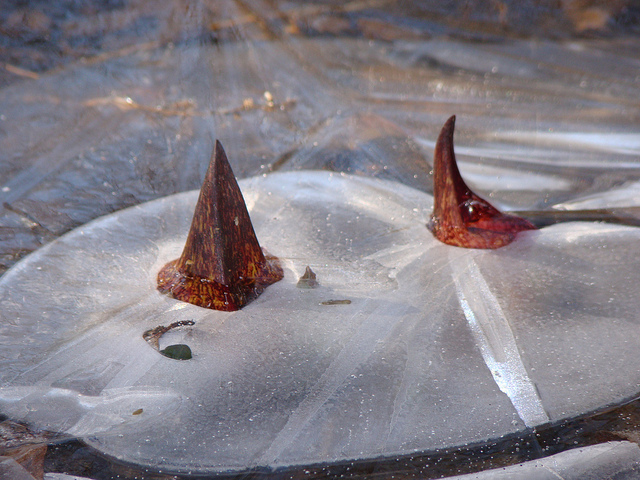 Skunk Cabbage Through the Ice in March Michigan by VasenkaPhotography sm