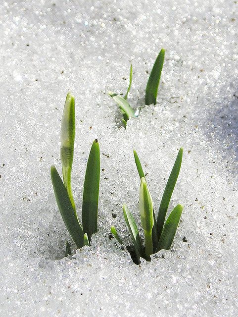 Snowdrops breaking through the ice, signalling the first hint of spring. Photo by blumenbiene via creative commons.