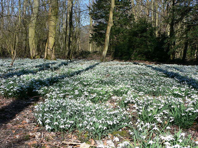 Ground carpeted with snowdrops. Photo by heatheronhertravels via Creative Commons.
