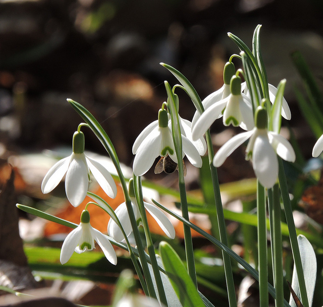 Bee on a snowdrop. Photo by orangeaurochs.