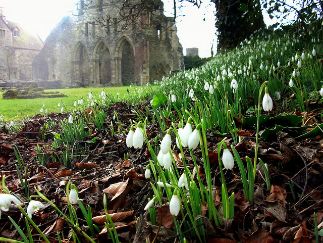 snowsdrops by daniel.d.slee