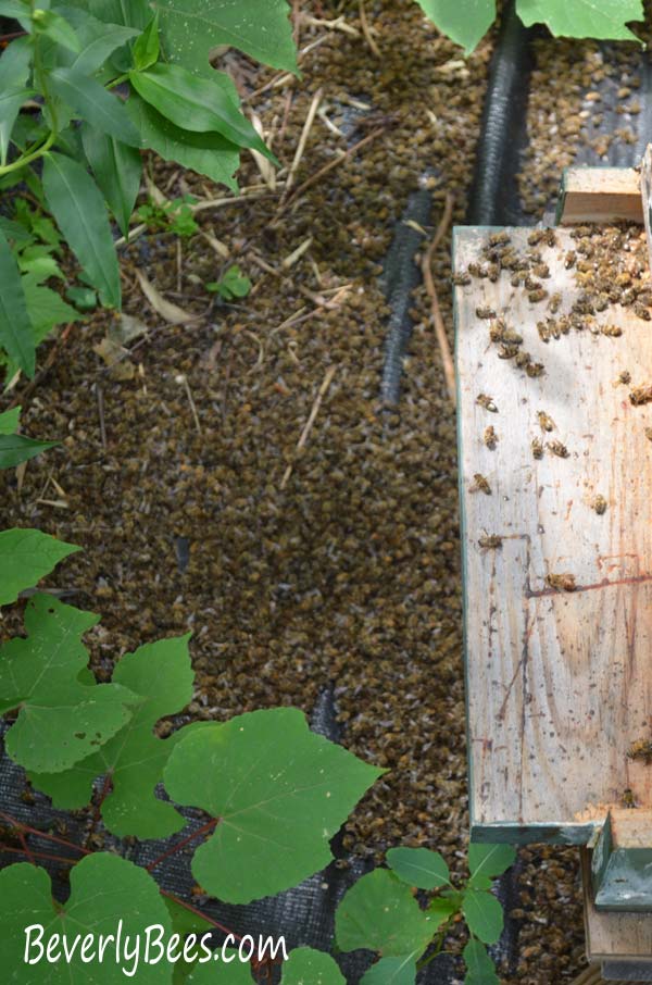 Bees killed from pesticide poisoning.