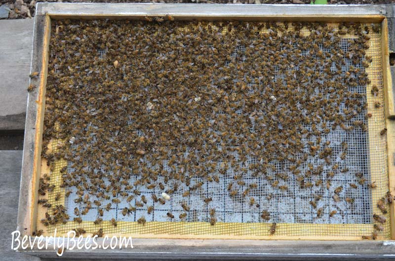 honey bee pesticide kill