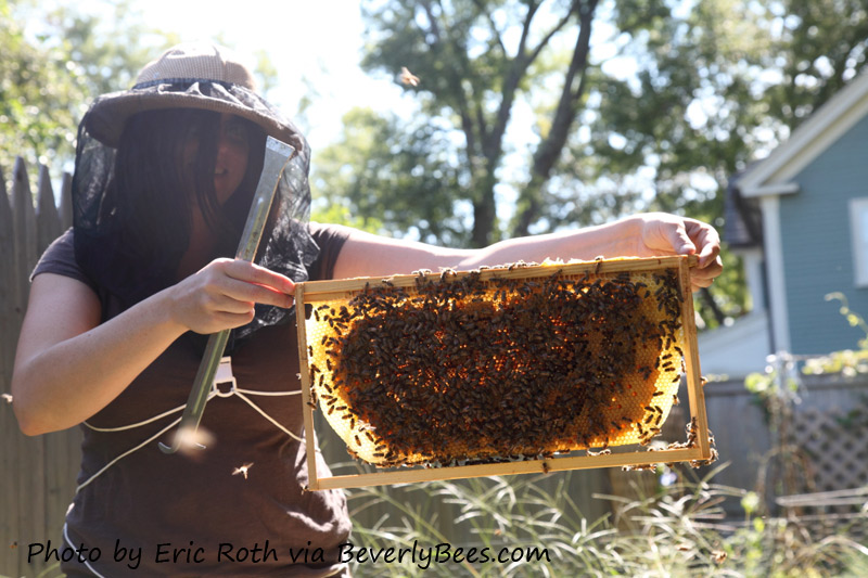 One of my hives with foundationless frames.