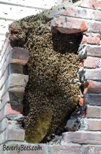 What is Treatment Free Beekeeping? – Beverly Bees
