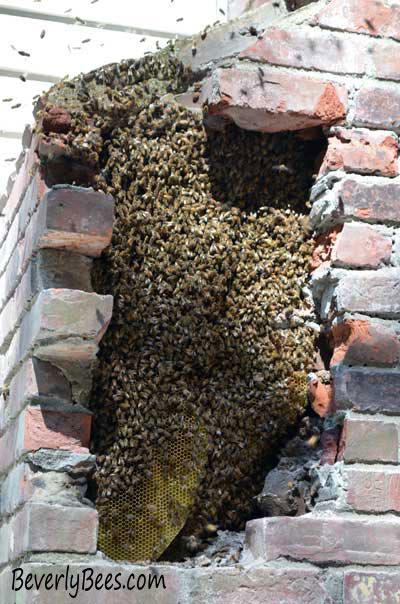 chimneybees2