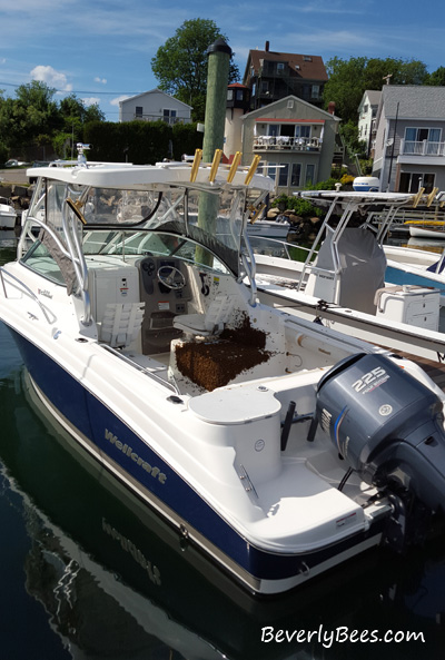 honey bee swarm on a boat