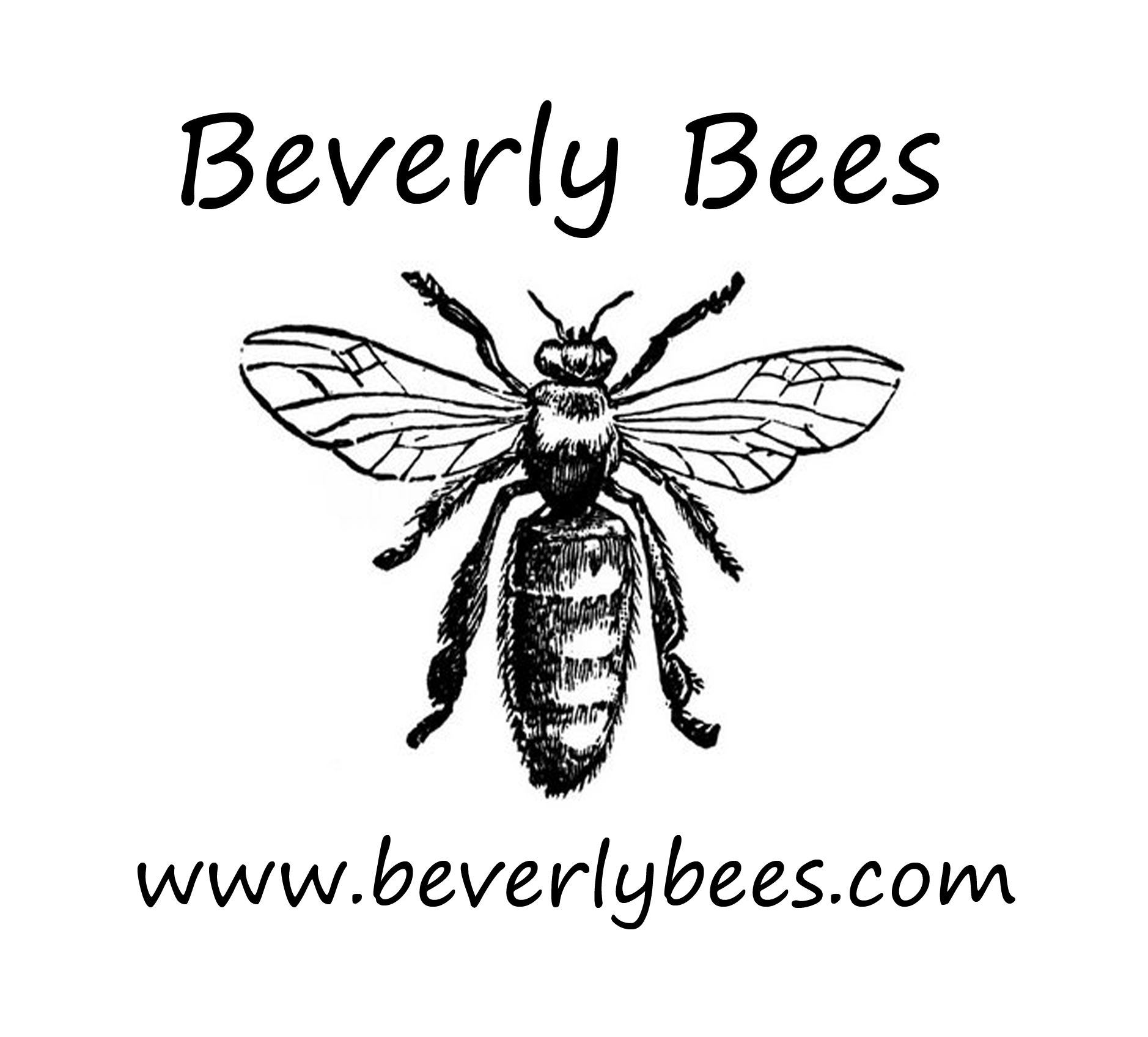 Queenless Bee Swarm Left Behind Beverly Bees