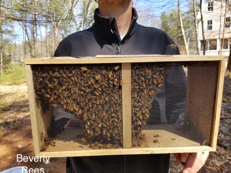 Blog beverly bees