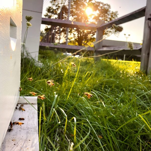 Beverly Bees Hive Hosting