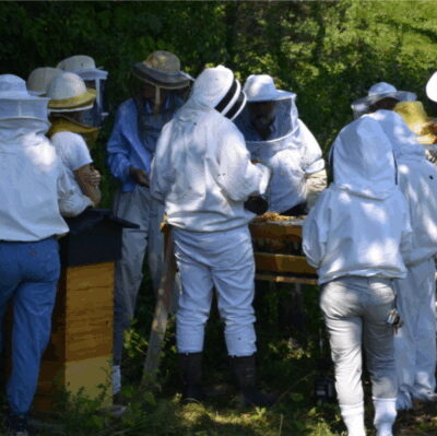 Beekeeping School Online Bee School Beekeeping Class