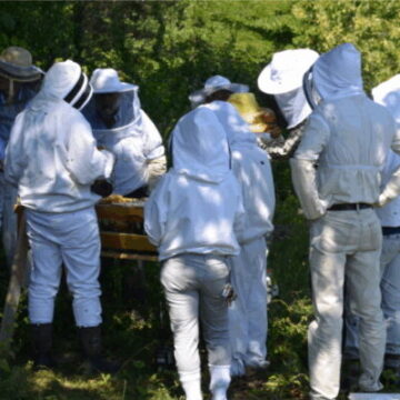 Beekeeping School Online Bee School Beekeeping Class