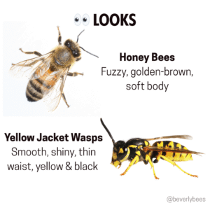 Honey Bees Looks Vs Yellow Jacket Wasps Looks