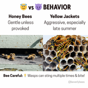 Honey Bee Behavior Vs Yellow Jackets Behavior