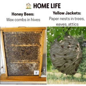 Honey Bee Combs Vs Yellow Jacket Nests