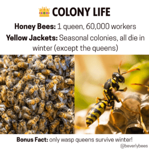 Honey Bee Colony Vs Yellow Jacket Colony
