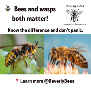 Bees Vs Wasps Both Matter