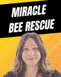 Copy of Yellow and Black Modern How To Make YouTube Thumbnail Instagram Post 45 ‣ Beverly Bees Watch absconded bees find a new home!