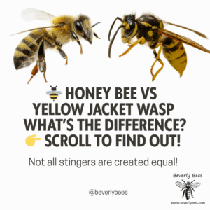 Honey Bee Vs Yellow Jacket Wasp What's The Difference