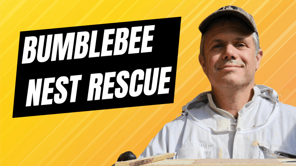 YouTube Video thumbnail showing Beverly Bees rescuing a bumblebee nest from a backyard planter with text overlay Bumblebee Nest Rescue.