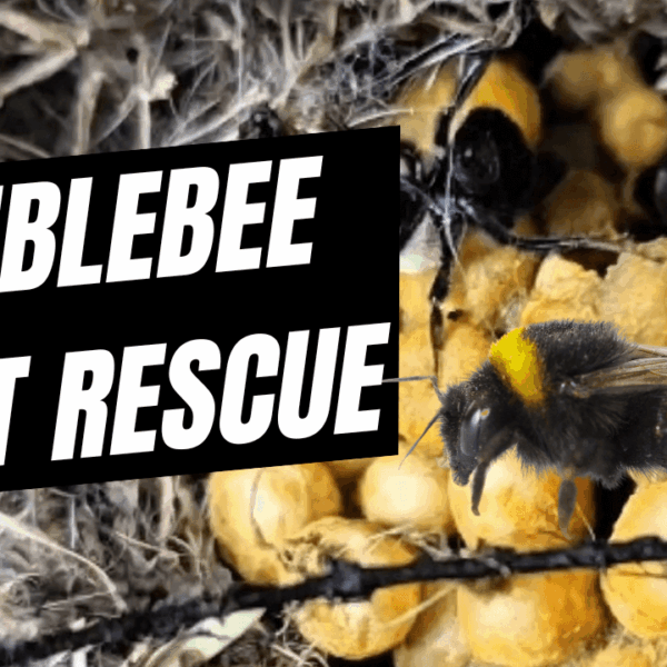 Beverly Bees safely relocating a live bumblebee nest from a backyard planter, showing the nest with pollen pots and worker bees during a humane rescue.